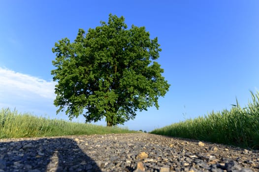 old big tree on color background with blue sky, nature series