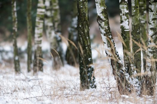 trees covered with snow in winter forest, nature series