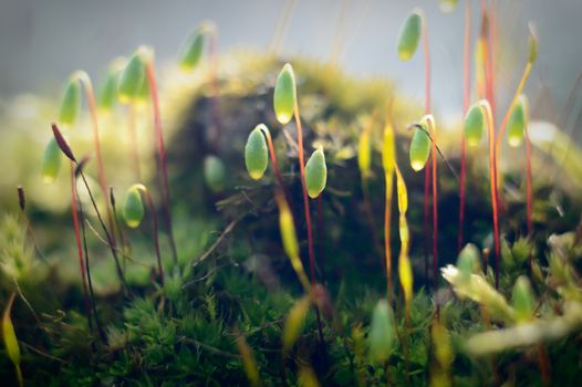 plants for natural background, nature series