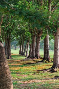 Tunnel of green trees in the park