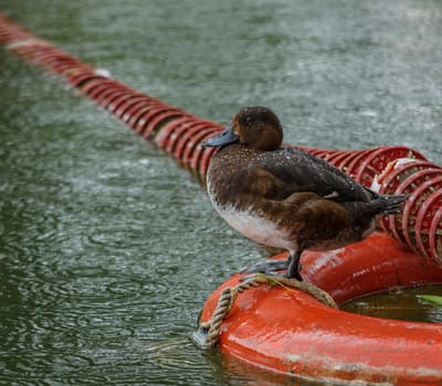 Duck on a buoy
