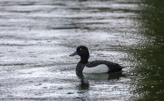 Floating under rain duck