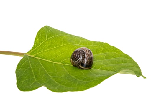 Snail on a leaf