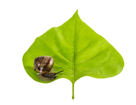 Snail on a leaf