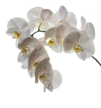 Flowering branch of white orchids on a white background