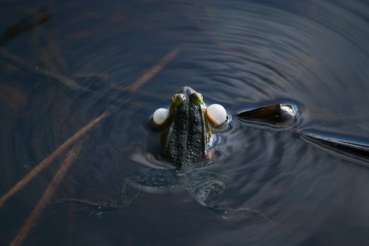 Croaking frog in a swamp