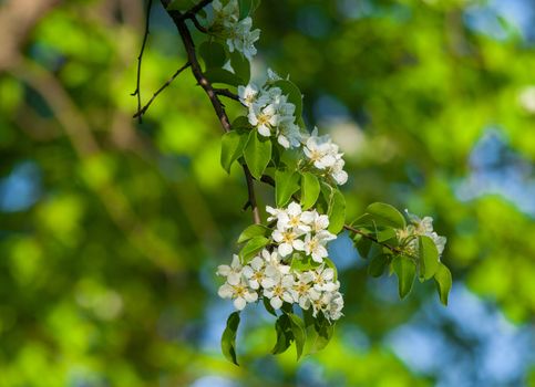 Branches of blossoming tree with white flowers 