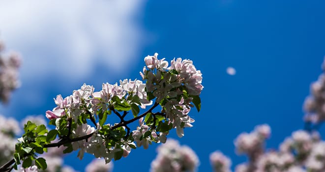 Branches of blossoming tree with pale pink flowers