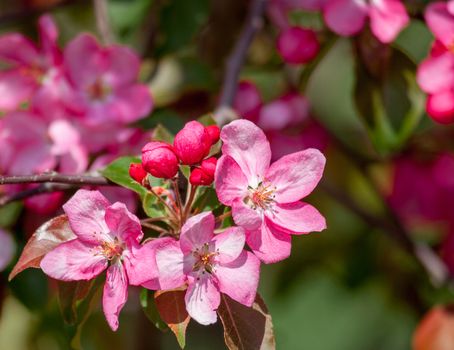 Branches of blossoming tree with pink flowers