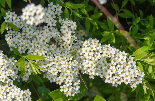 Branches of blossoming tree with white flowers