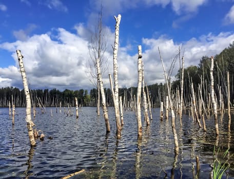 Birch trees standing in flooded water near the lake