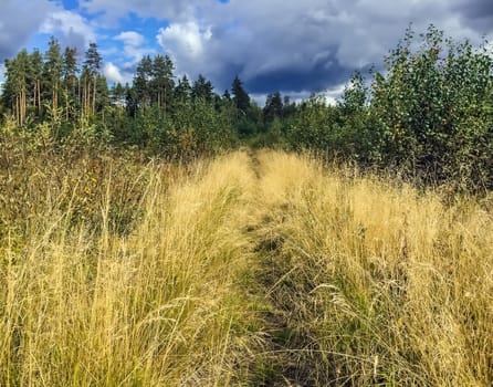 Walking path in tall bright yellow grass in front of green trees