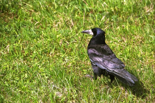 Black crow on a green grass