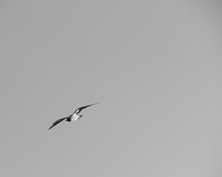 Seagulls in flight on grey sky