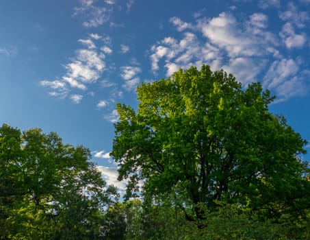 Oak in the last rays of the sun