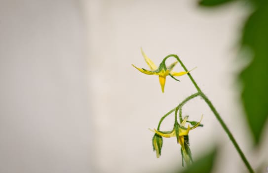 close up of yellow tomato plant flower in the garden