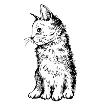 freehand sketch illustration of cat, kitten doodle hand drawn