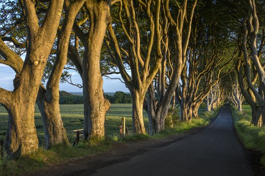 The 'Dark Hedges' - an avenue of ancient trees in County Antrim in Northern Ireland.