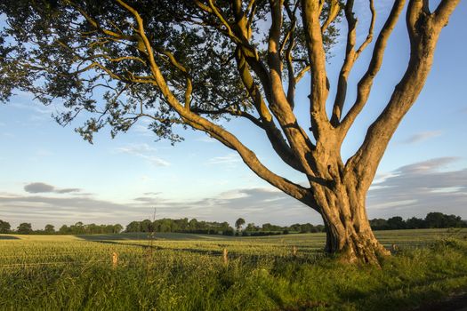 Early morning sunlight on the trees and fields of rural Ireland - County Antrim in Northern Ireland.