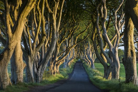 Early morning sunlight on the 'Dark Hedges' - an avenue of ancient trees in County Antrim in Northern Ireland.