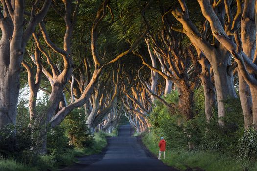 Early morning sunlight on the 'Dark Hedges' - an avenue of ancient trees in County Antrim in Northern Ireland.