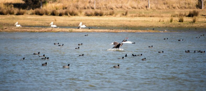 Black swan flying above water at Lake Moogerah, Queensland. 