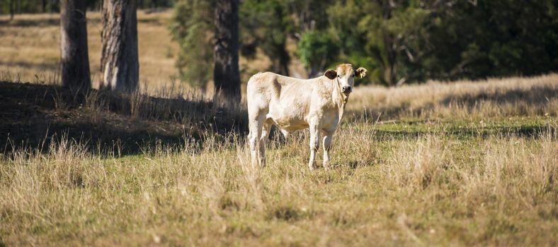 Cow in the paddock during the day in Queensland