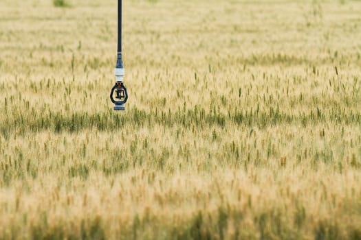 close up of the sprinkler hanging above the wheat field