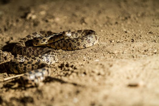trying to protect itself a snake is ready for the intruder