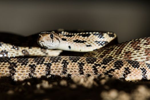 how do you keep yourself safe around snakes