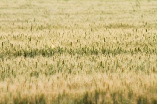 wheat as far as the eye can see