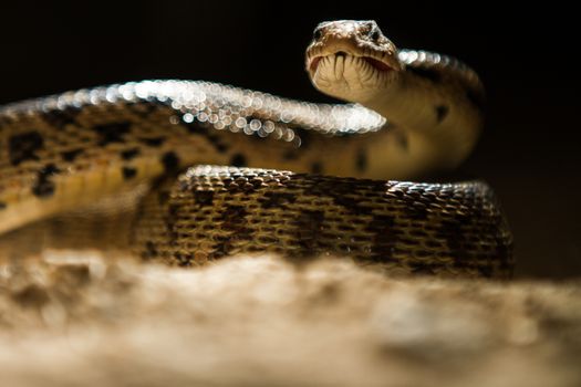 need to be carefull when walking at night as a snake could always be there.