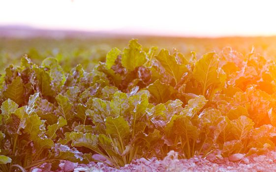 crops growin at sunset with lens flair and tinting.