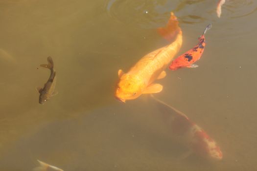 Koi fish, Cyprinus carpio haematopterus, eating in a koi pond in Japan