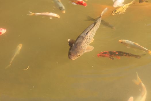 Koi fish, Cyprinus carpio haematopterus, eating in a koi pond in Japan