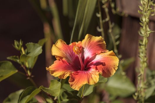 Sunset Hibiscus flower with detailed stamen and pistil in a Hawaiian garden in spring