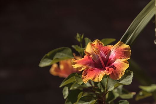 Sunset Hibiscus flower with detailed stamen and pistil in a Hawaiian garden in spring