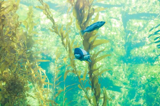 Fish swim around a kelp forest in a large saltwater ocean aquarium