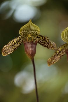 Lady Slipper Orchid flower Paphiopedilum blooms in a greenhouse in spring