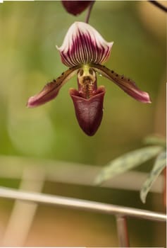 Lady Slipper Orchid flower Paphiopedilum blooms in a greenhouse in spring