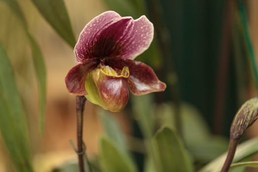 Lady Slipper Orchid flower Paphiopedilum blooms in a greenhouse in spring
