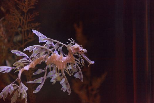 The leafy seadragon, Phycodurus eques, is often yellow and has many leaf-like appendages to help it blend in with kelp in the ocean.