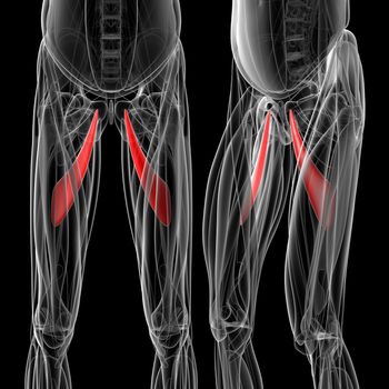 medical  illustration of the adductor longus