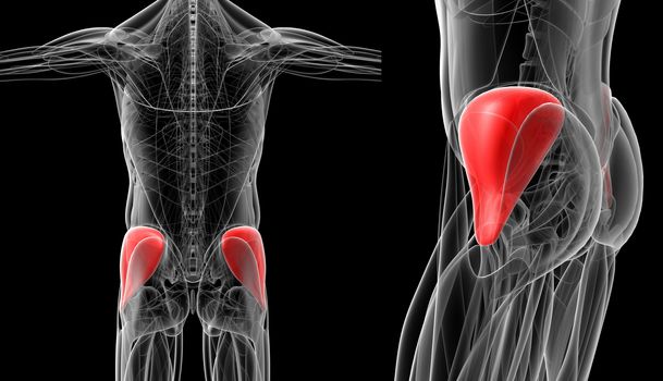 medical  illustration of the gluteus medius
