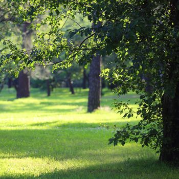 Bwautiful summer park with fresh green grass and trees