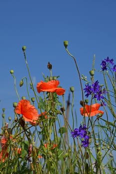 Red poppies and green poppy buds in summer meadow with other field flowers over clear blue sky, low angle view