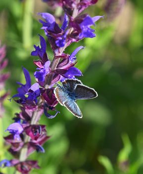 One blue moth butterfly on purple sage salvia flower over green summer meadow background, close up