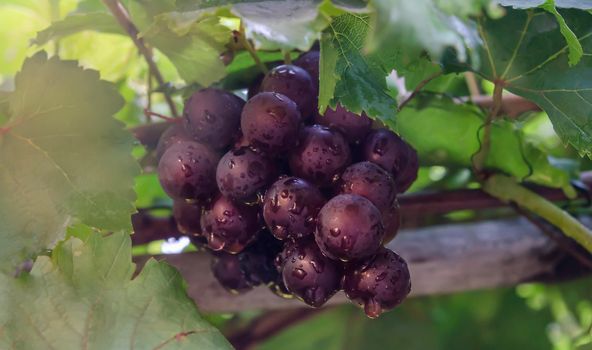 Purple red grapes with green leaves on the vine