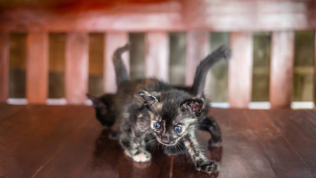 little striped kitten on a wooden board background