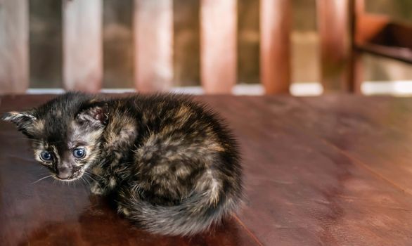 little striped kitten on a wooden board background